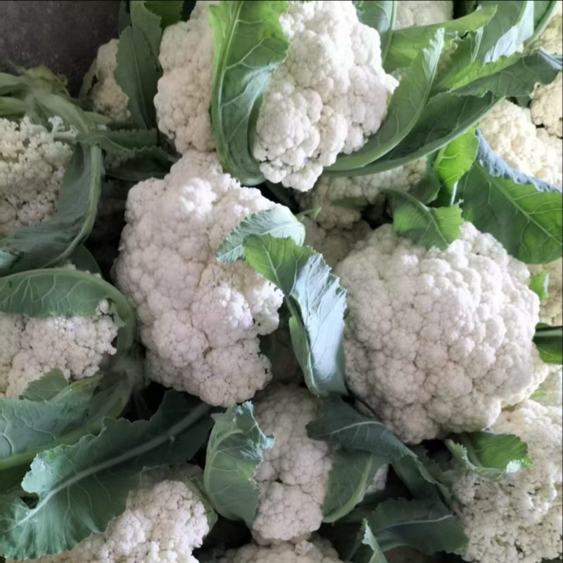 湖北天门花菜产地直发一手货源保质保量代发全国