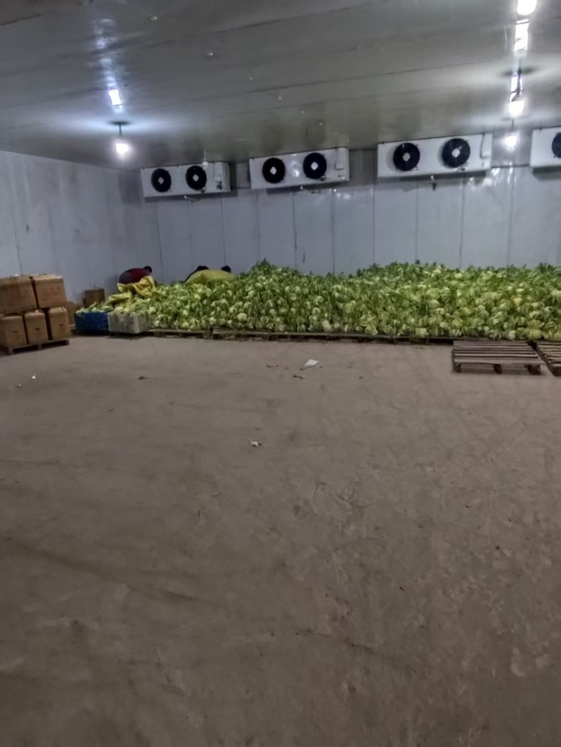 湖北天门花菜产地直发一手货源保质保量代发全国