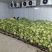 湖北天门花菜产地直发一手货源保质保量代发全国