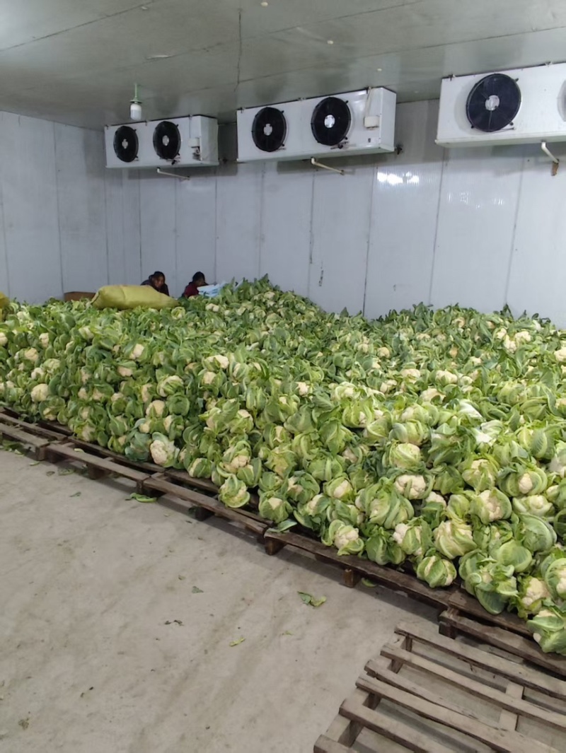 湖北天门花菜产地直发一手货源保质保量代发全国