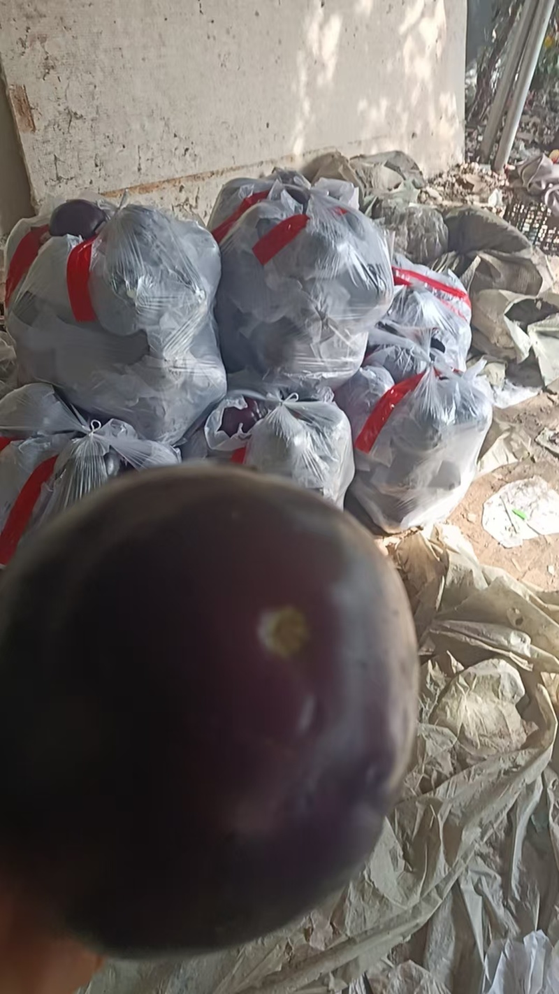 紫黑亮泽圆茄产地直供，肉厚籽少耐运输，量大优惠欢迎批发！