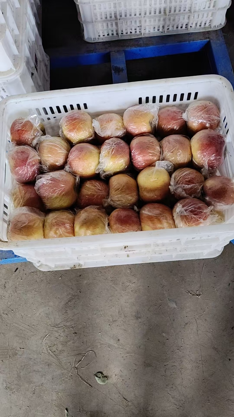 爱妃苹果河北衡水武邑自家园区生产，保证自产自销，基地发货