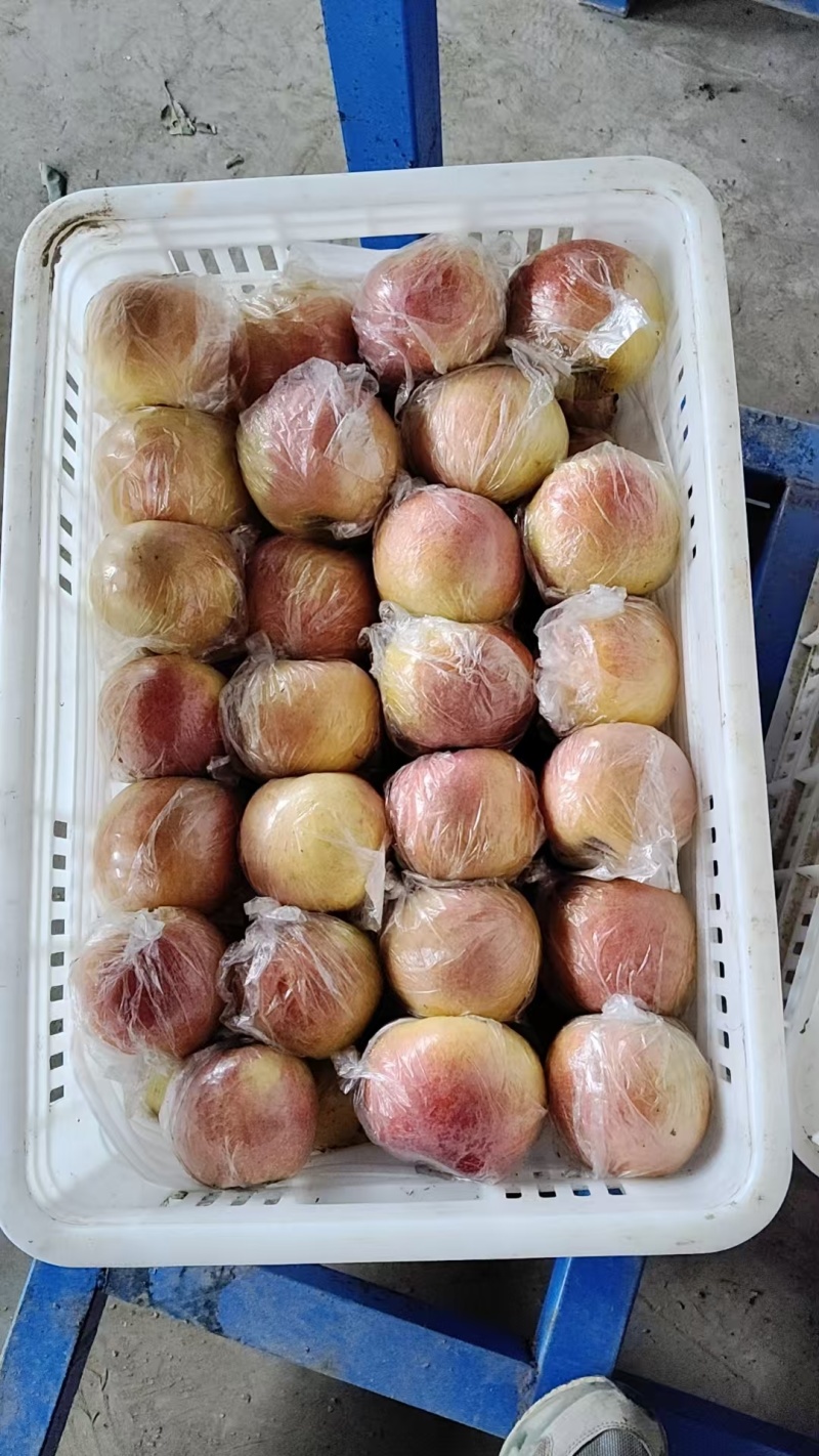 爱妃苹果河北衡水武邑自家园区生产，保证自产自销，基地发货