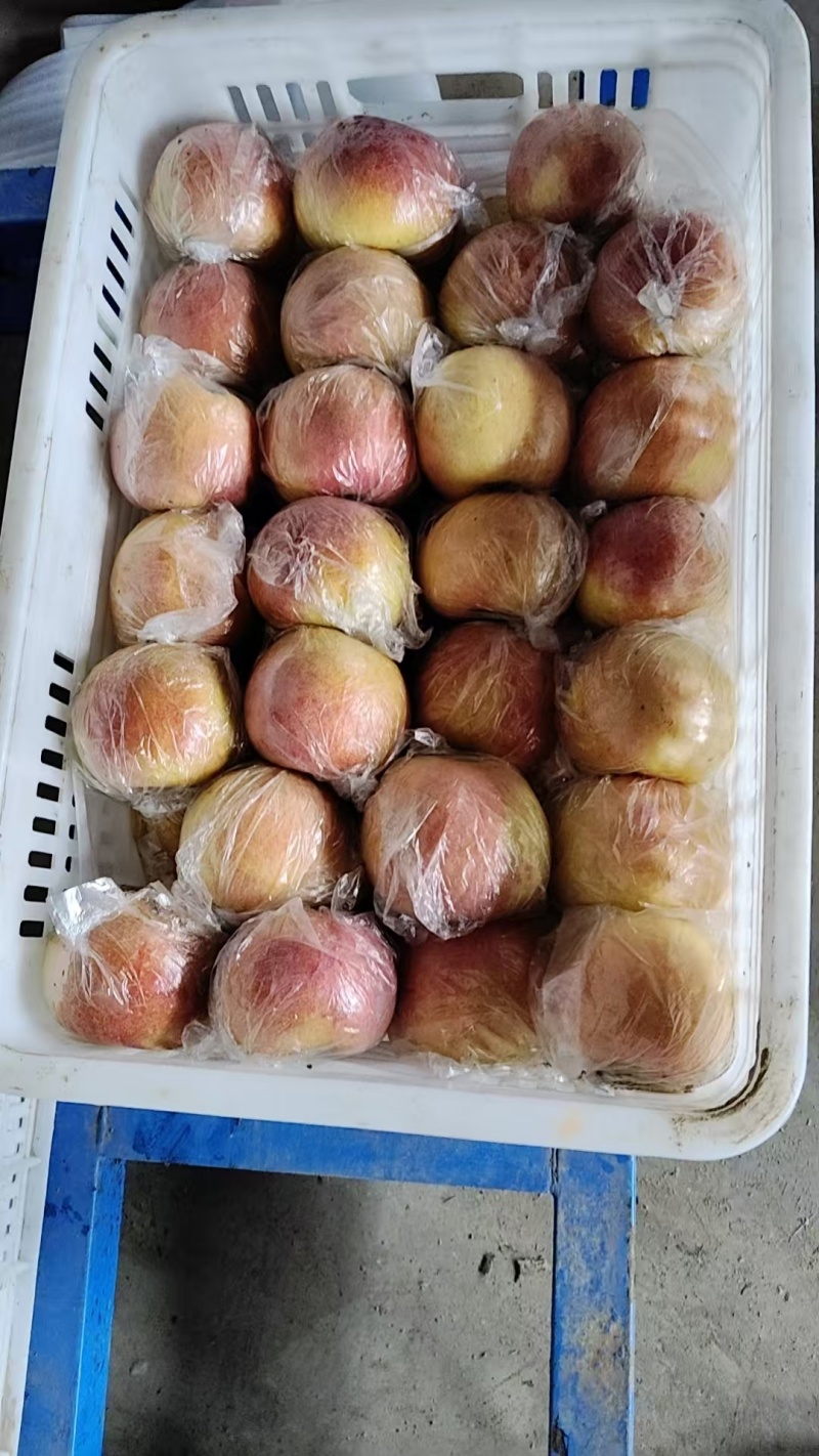爱妃苹果河北衡水武邑自家园区生产，保证自产自销，基地发货