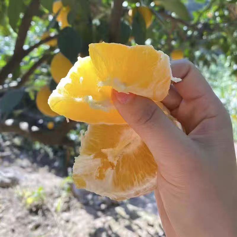 湖南精品纽荷尔脐橙大量上市现摘现发汁水充足欢迎来电