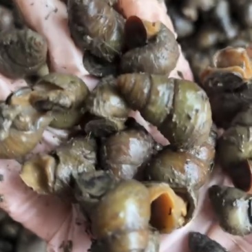 湖北薄壳无青苔螺蛳，规格齐全，产地直销货源充足，欢迎咨询