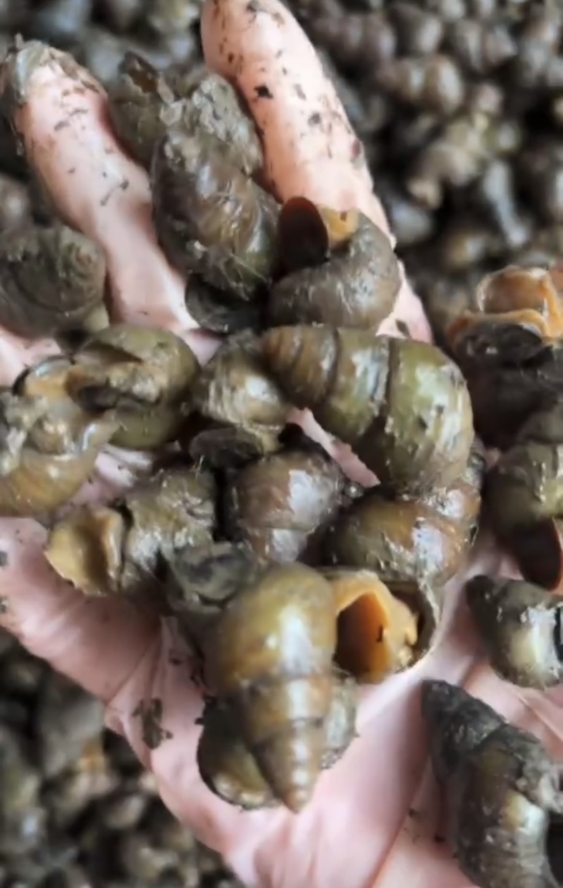 湖北薄壳无青苔螺蛳，规格齐全，产地直销货源充足，欢迎咨询