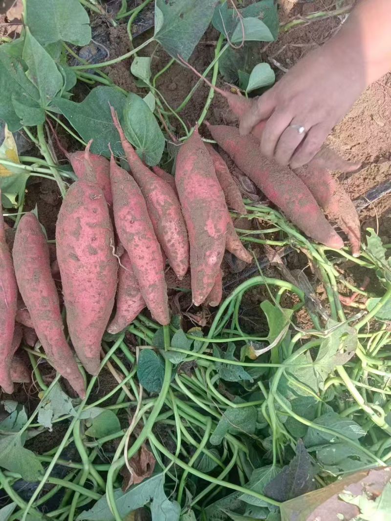糖心流蜜西瓜红蜜薯大量上市，甜糯无丝耐储存，产地直供批发