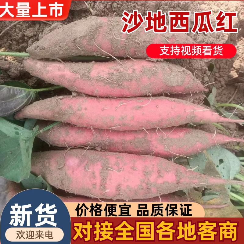 糖心流蜜西瓜红蜜薯大量上市，甜糯无丝耐储存，产地直供批发
