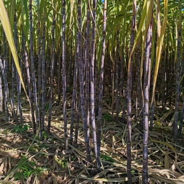 河北邯郸本地甘蔗水果甘蔗黑皮甘蔗青皮甘蔗味甜多汁