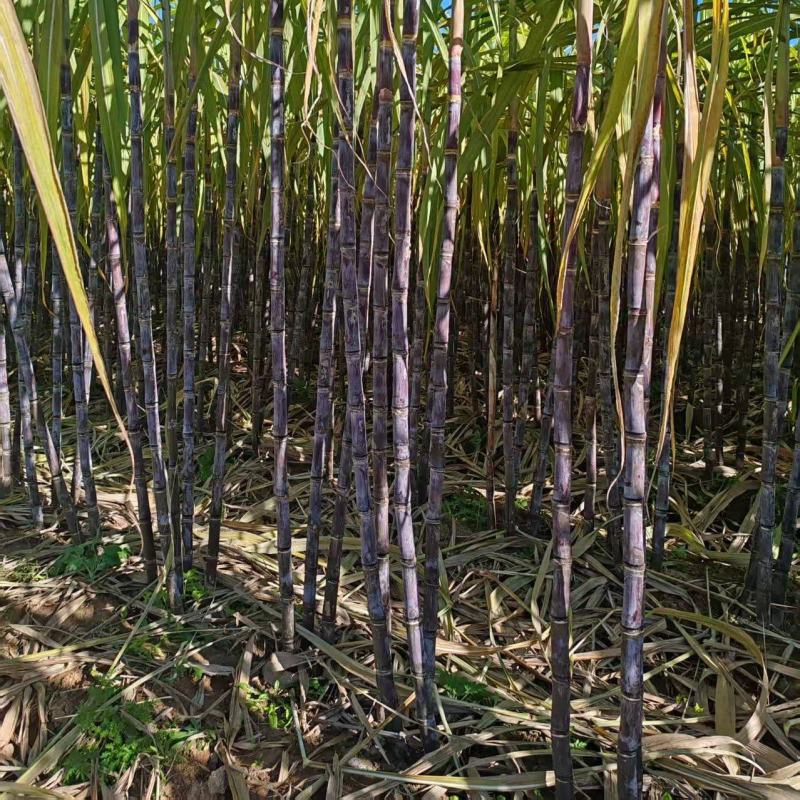 河北邯郸本地甘蔗水果甘蔗黑皮甘蔗青皮甘蔗味甜多汁