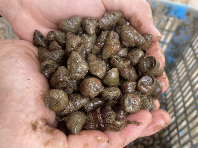 湖北薄壳无青苔螺蛳，规格齐全，产地直销货源充足，欢迎咨询
