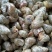 湖北薄壳无青苔螺蛳，规格齐全，产地直销货源充足，欢迎咨询