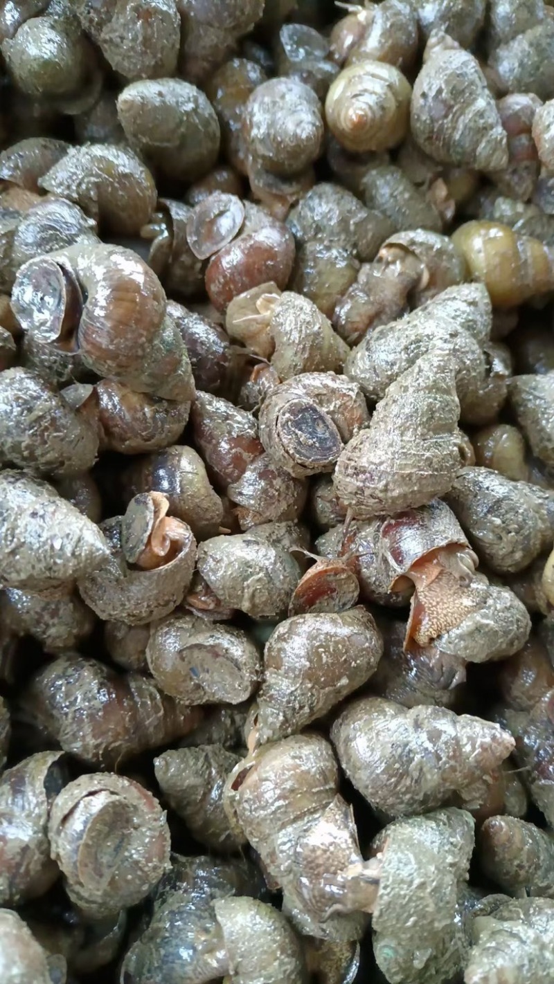 湖北薄壳无青苔螺蛳，规格齐全，产地直销货源充足，欢迎咨询