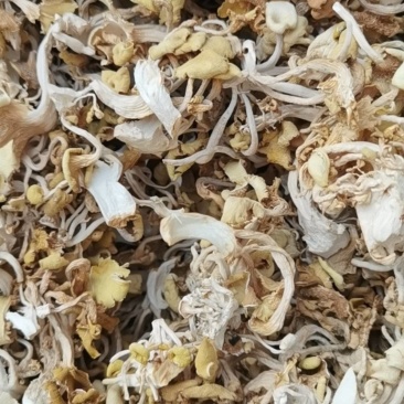 榆黄蘑鸡油菌干货炖鸡煲汤