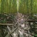 河北邯郸本地甘蔗水果甘蔗黑皮甘蔗青皮甘蔗味甜多汁