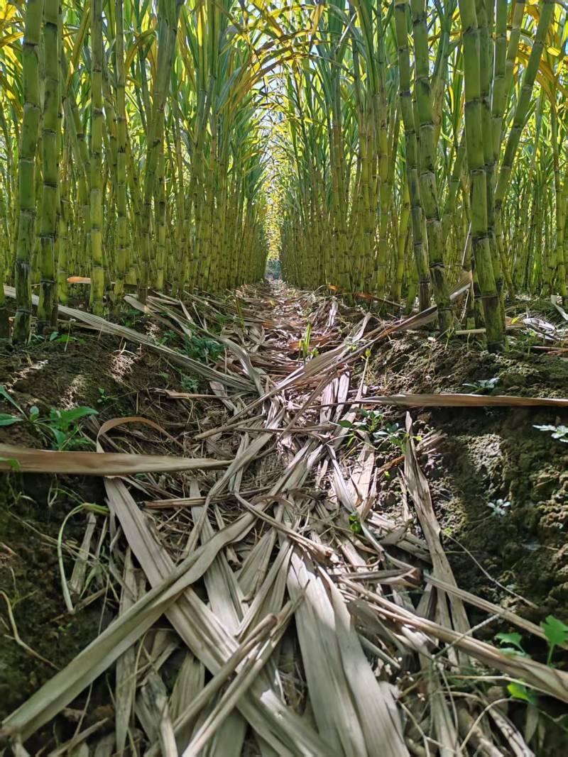 河北邯郸本地甘蔗水果甘蔗黑皮甘蔗青皮甘蔗味甜多汁