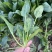 新鲜菠菜