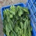 新鲜菠菜