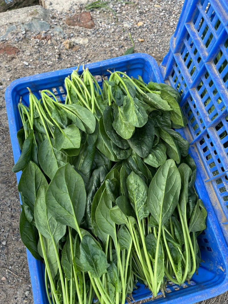 新鲜菠菜
