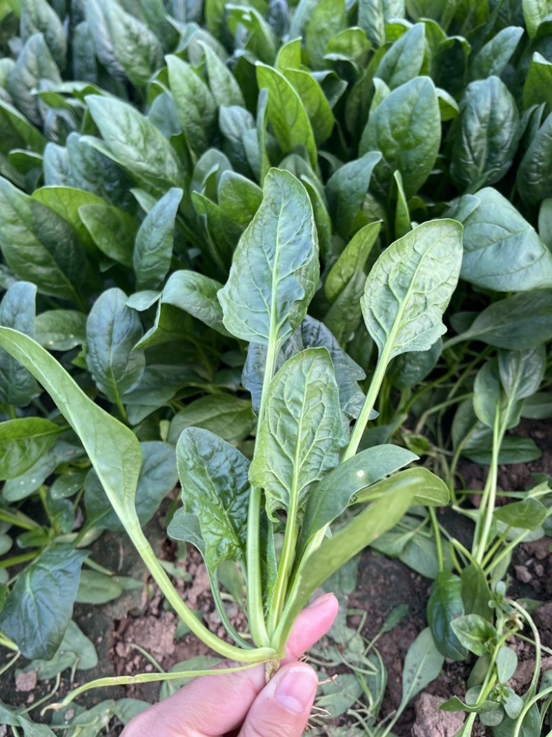 新鲜菠菜
