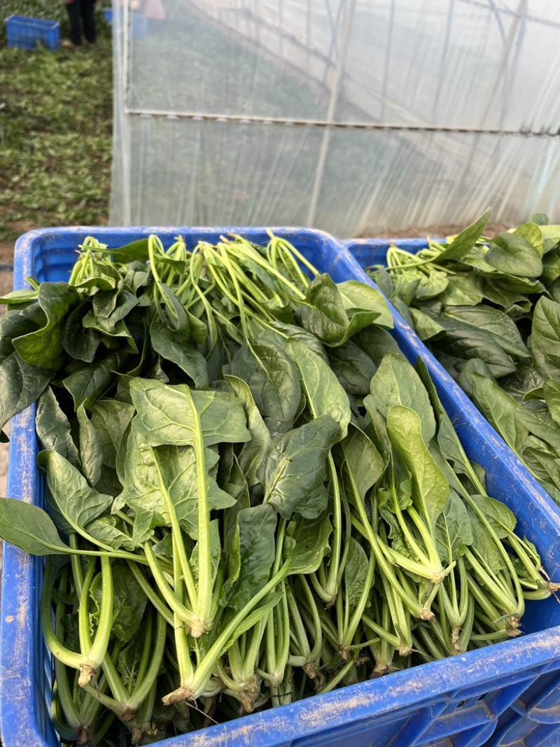 新鲜菠菜