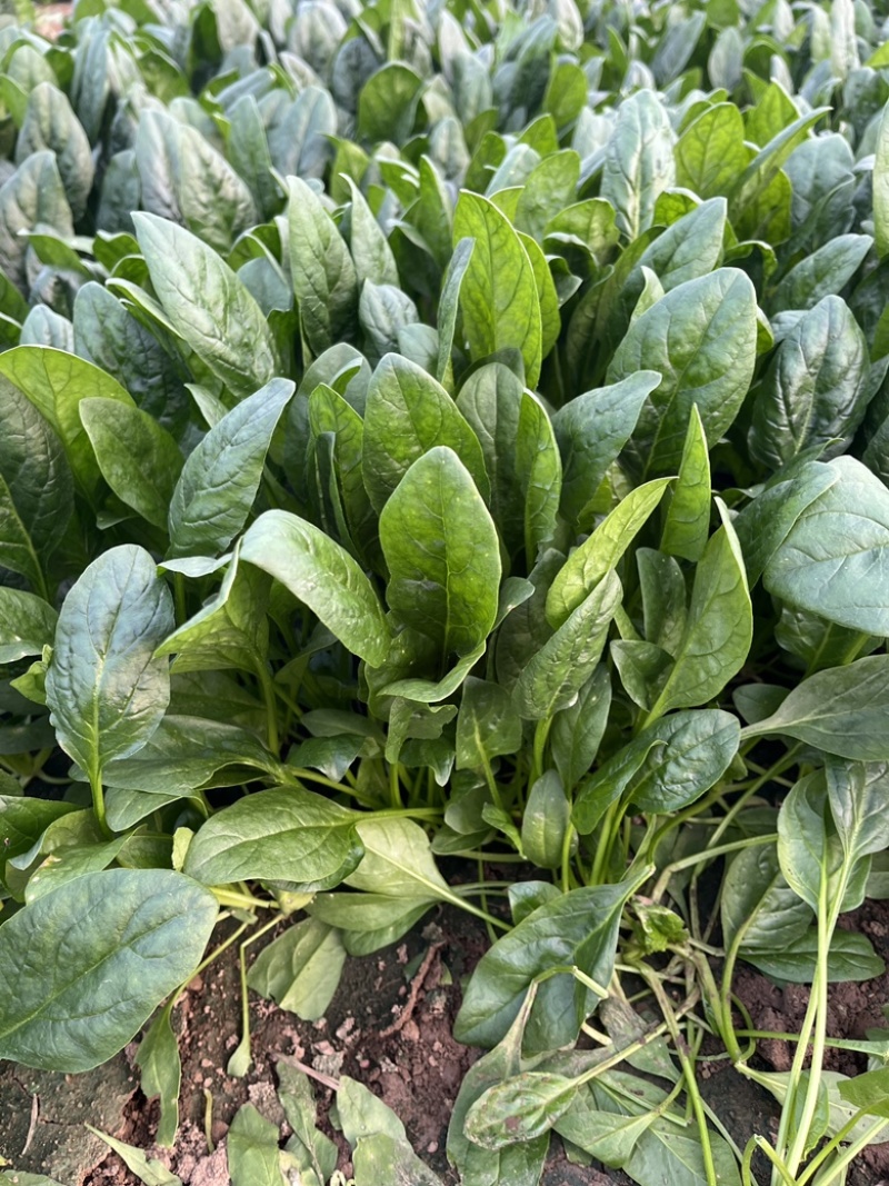 新鲜菠菜