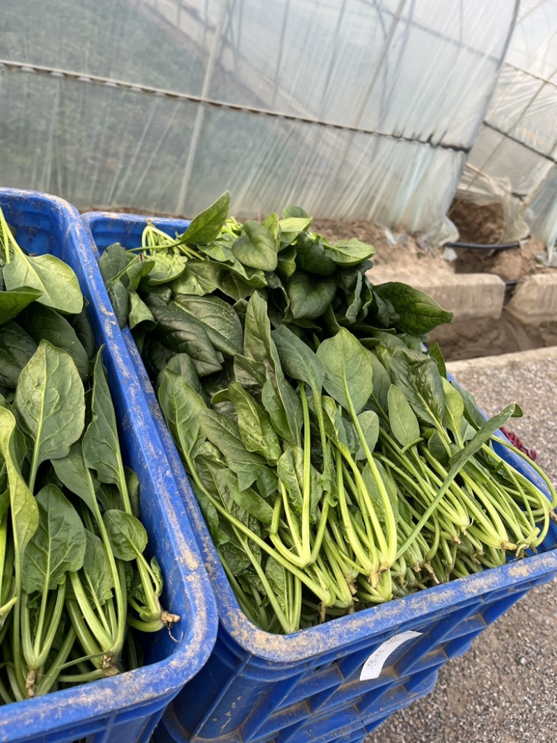 新鲜菠菜