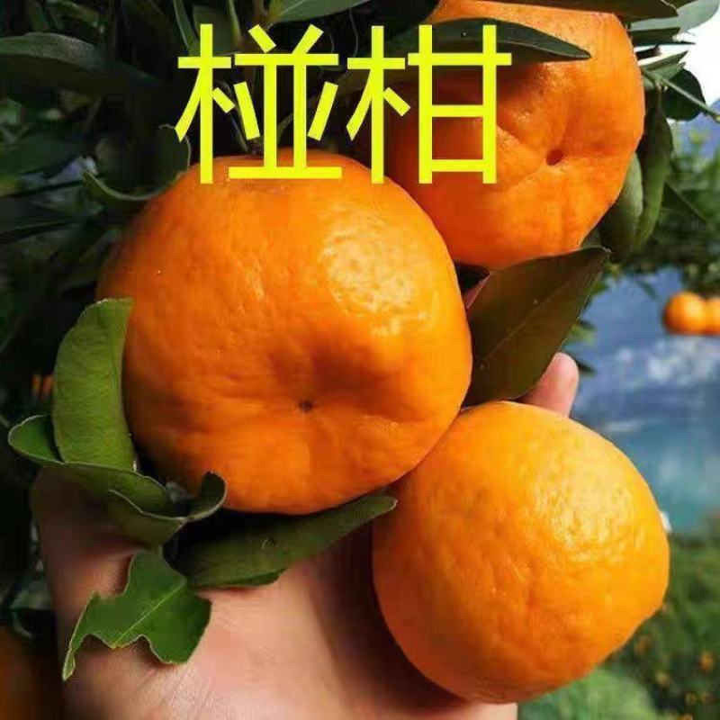 碰柑大量上市产地直发支持视频看货对接市场商超团购