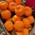 碰柑大量上市产地直发支持视频看货对接市场商超团购
