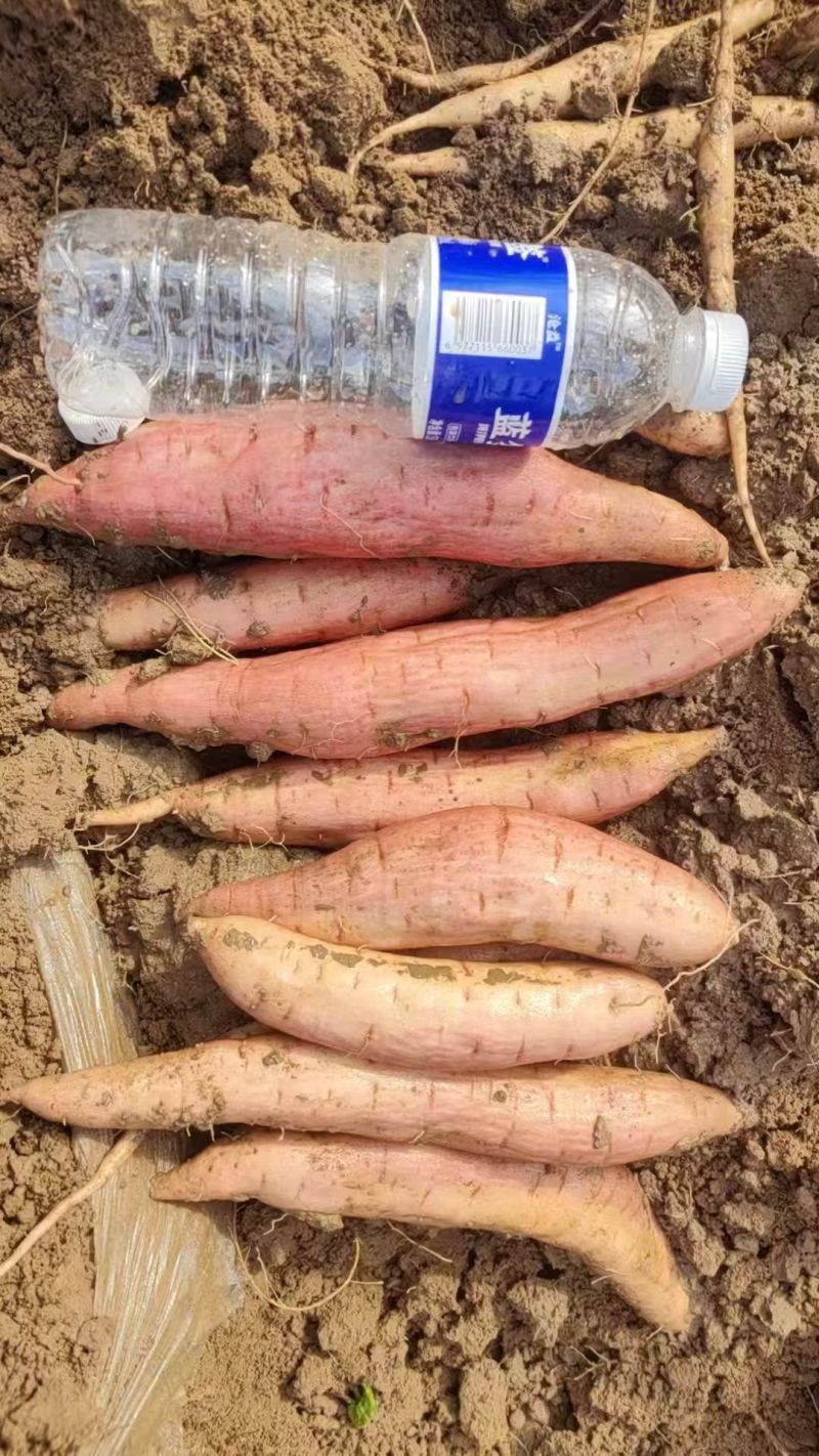 糖心流蜜烟薯25批发，烤薯专用甜糯无丝，耐储存基地直供！