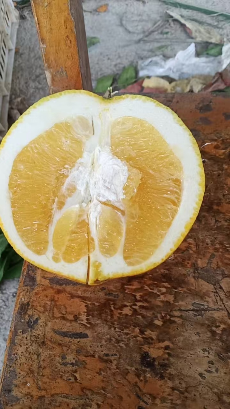 赣南早脐橙