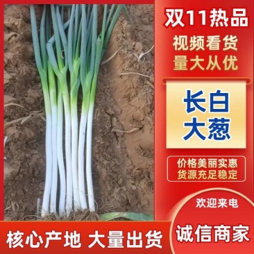 长白大葱基地直发，葱白长实心耐运输，商超专用量大价优