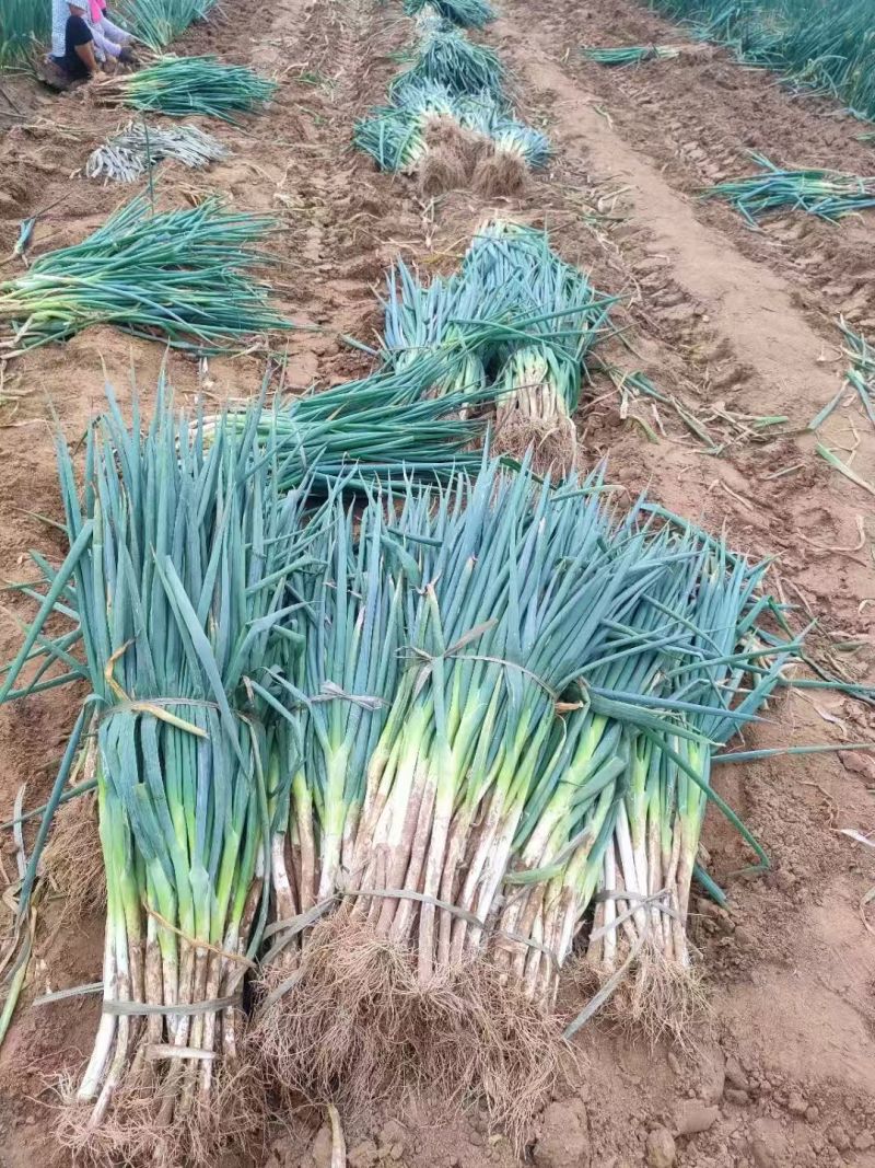 长白大葱基地直发，葱白长实心耐运输，商超专用量大价优