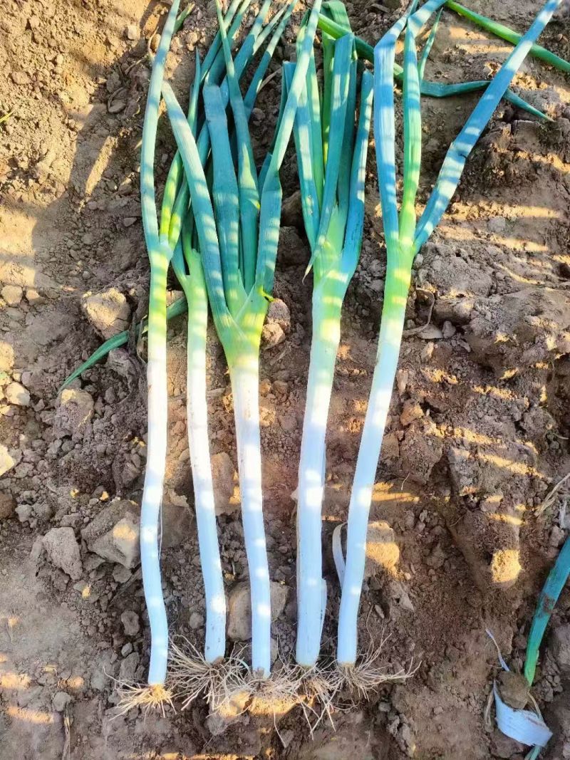 长白大葱基地直发，葱白长实心耐运输，商超专用量大价优
