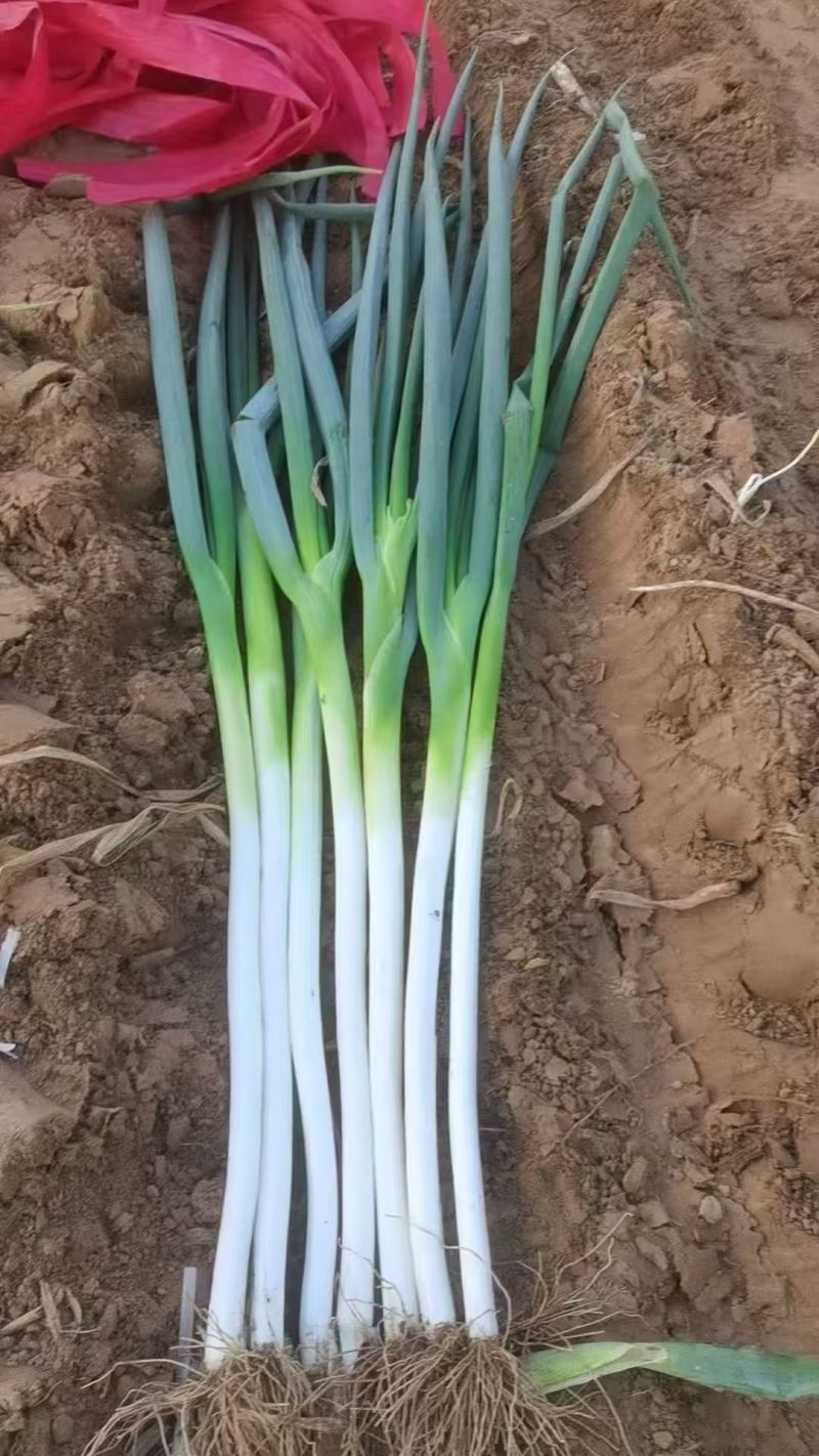 长白大葱基地直发，葱白长实心耐运输，商超专用量大价优