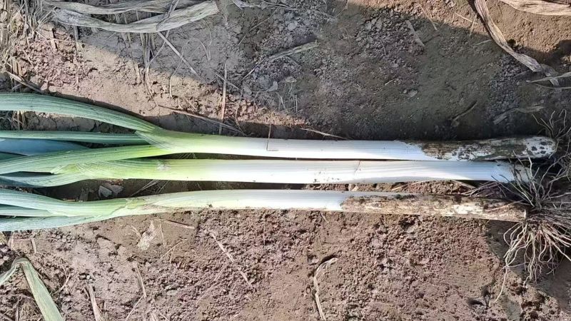 长白大葱基地直发，葱白长实心耐运输，商超专用量大价优