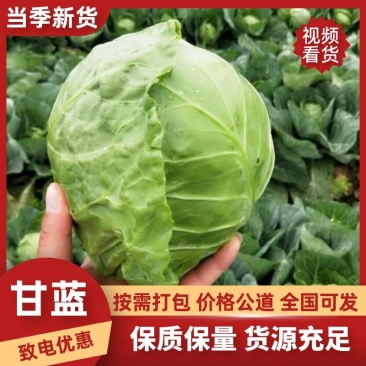 绿甘蓝产地现摘紧实耐运输清甜脆嫩商超专用大量现货批发价优