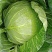 绿甘蓝产地现摘紧实耐运输清甜脆嫩商超专用大量现货批发价优