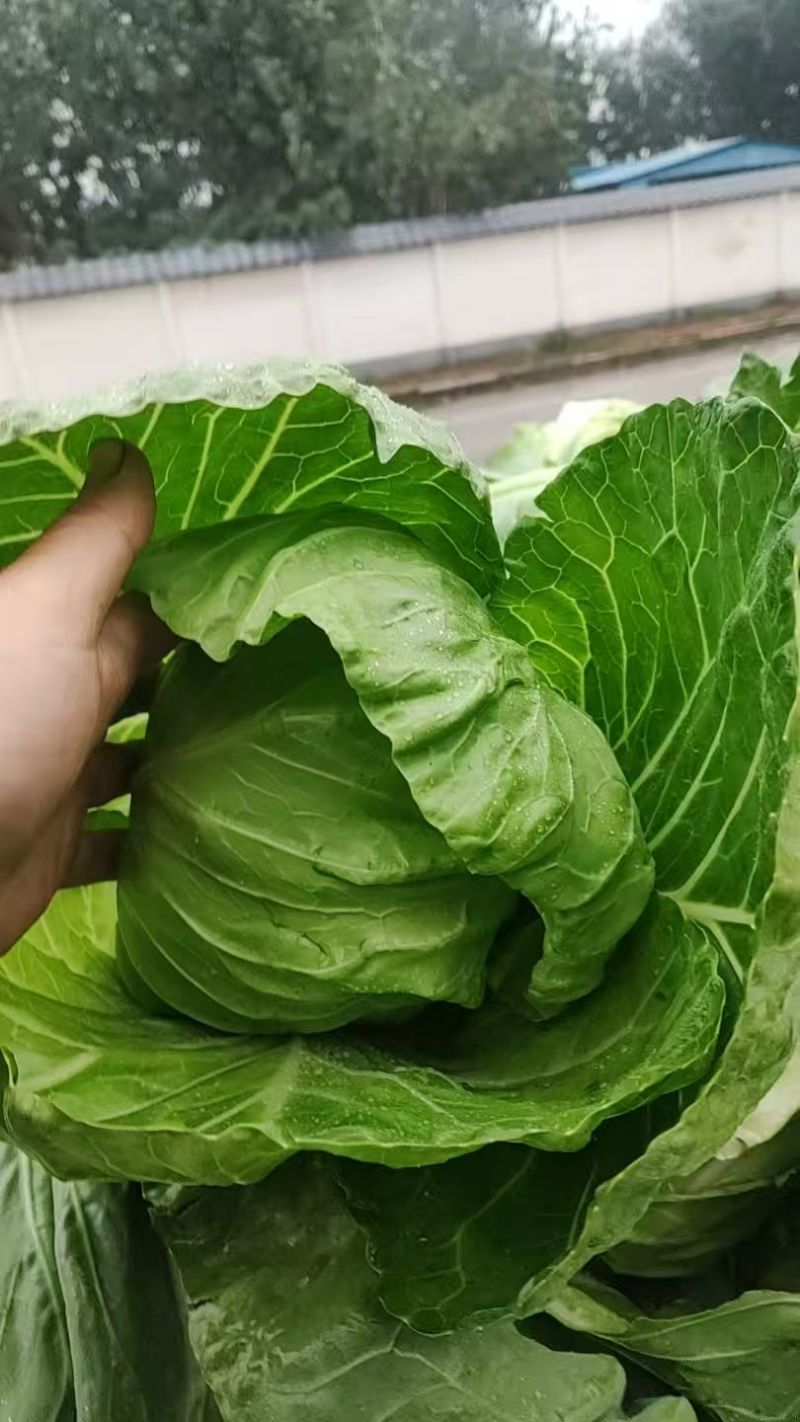 绿甘蓝产地现摘紧实耐运输清甜脆嫩商超专用大量现货批发价优
