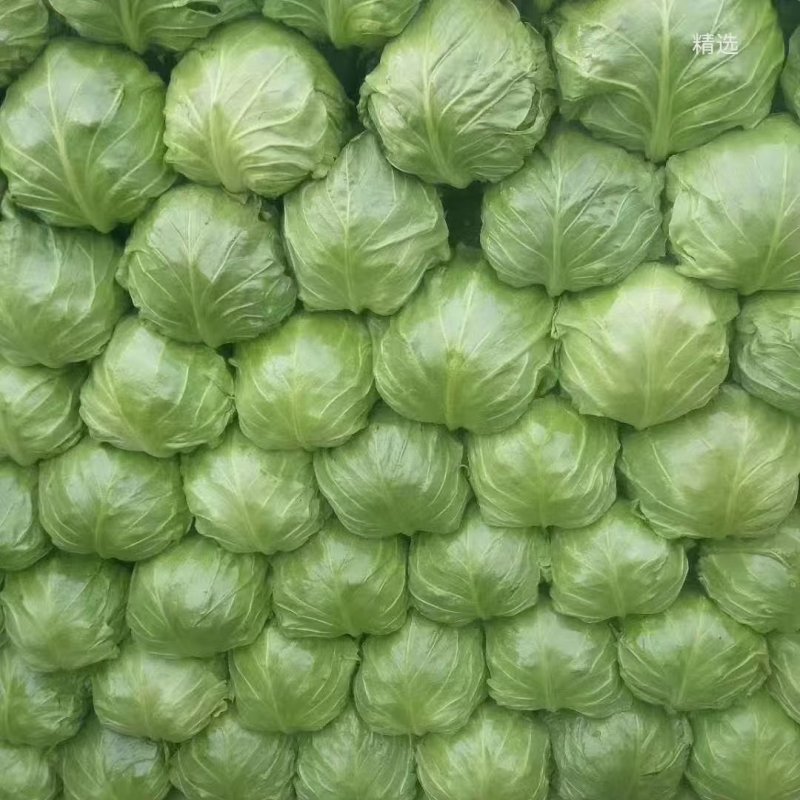 绿甘蓝产地现摘紧实耐运输清甜脆嫩商超专用大量现货批发价优
