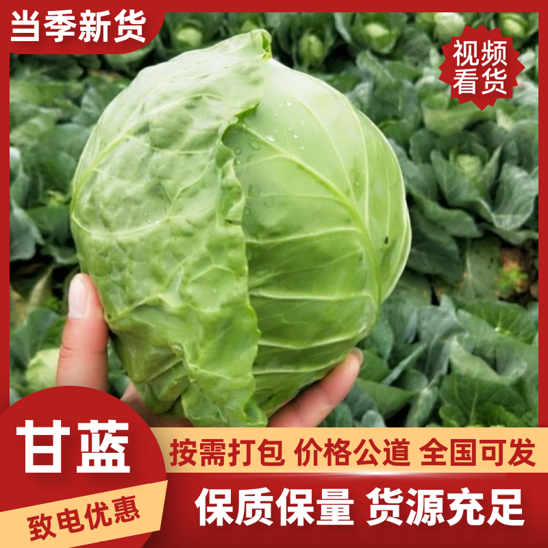 绿甘蓝产地现摘紧实耐运输清甜脆嫩商超专用大量现货批发价优