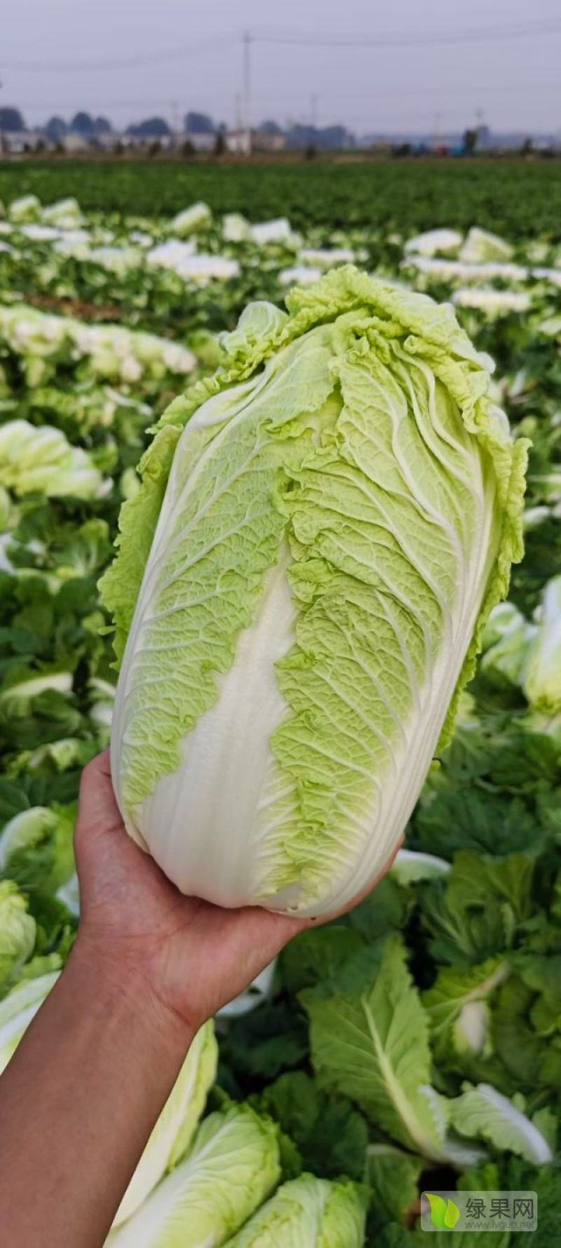 黄心大白菜，一手货源，