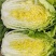 黄心大白菜，一手货源，