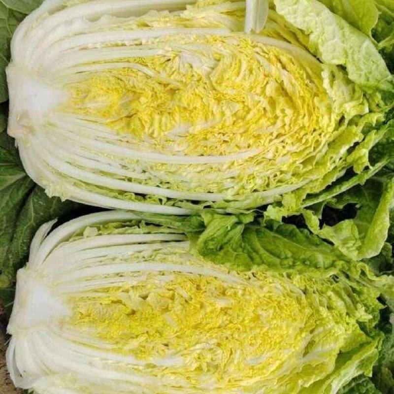 黄心大白菜，一手货源，