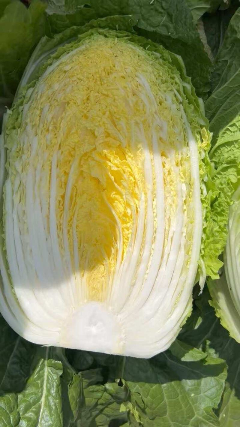 黄心大白菜，一手货源，