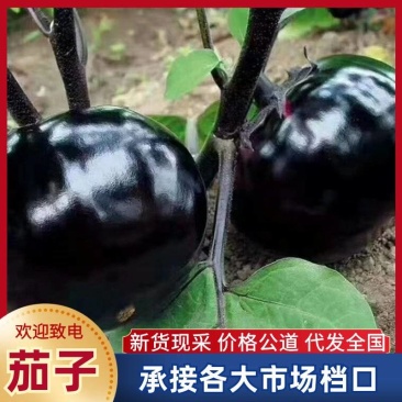 紫黑亮泽圆茄产地直供,肉厚籽少耐运输,量大优惠欢迎批发!
