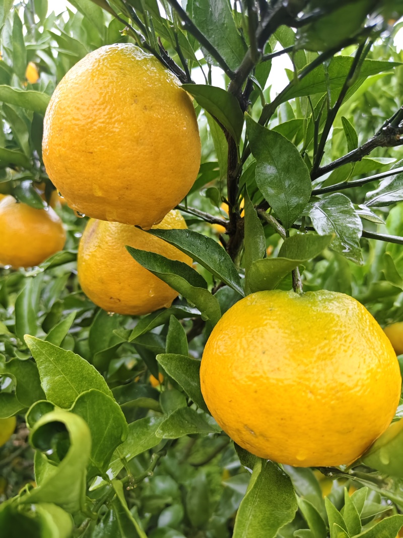 春见耙耙柑柑橘
