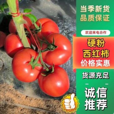 沙瓤多汁硬粉西红柿大量供应,耐储运品质稳定,产地直发批发