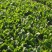 【河北菠菜】大叶菠菜基地直发量大从优代发全国